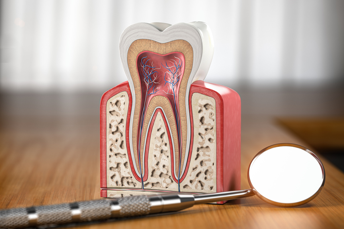 Tooth model cross section with dental mirror tool on wooden table. Close up. Dental treatment and hygiene concept. 3d illustration